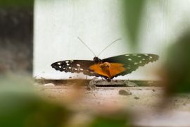 Buntes Geflatter In Jena 8